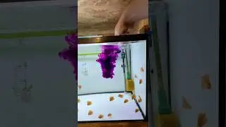 Treating my discus fry with potassium permanganate💜🐠 #discus #fish #aquarium #tank #breeding #fry