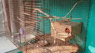 Aviary both lutino love birds
