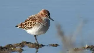 Little Stint , Gambecchio (Calidris minuta)