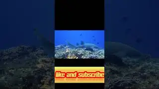 Facts about shark real facts  cuber security