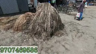 Raw jute wholesale business, Jute Raw material from assam | jute fiber | jute Raw material | jute