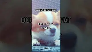 Dogs love fat flavors. High energy reward.