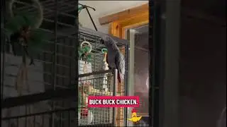 @hufflepuffthegrey: Today he identifies as a chicken.🐔🤷&zwj;♀️, #birds, #parrot