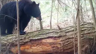 New Hampshire wildlife trail cam compilations