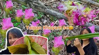 Yaipan(East Indian Arrowroot) hekuse//Ketuki haise keino Khangbro? ​⁠​⁠@aisheliash
