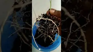 How to grow Dates Tree in cocopeat #shorts