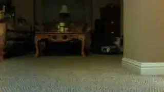My dog on crack