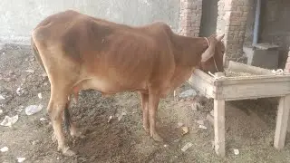 Dehati Log is live Beautiful cholistani Cow | Eating Grass Animal Video🐄🐄🐄🌿🌿🌿