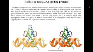 Lecture 5 Helix loop Helix motifs