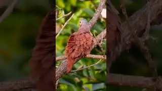 Ruddy ground dove | Rolinha-roxa | Tortolita rojiza | #animals #brazil #birds #birdwatching #relax
