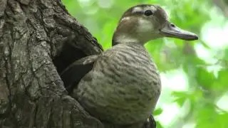 Pato de collar ( Callonetta leucophrys) NIDIFICANDO