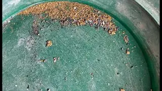 al gold prospecting is live! Massive GOLD clean up. Holly GOLD. You got to see this.