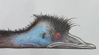 Edward the Emu
