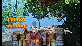 Living Alone | Canned Goods Haul & Silent Pantry Organization