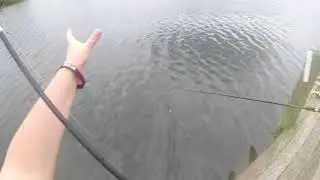 Little Fish With Big Appetites.