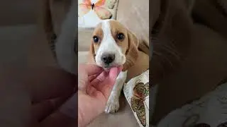 Lemon Beagle cutie pie boy is available