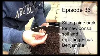Episode 36, Sifting Pine Bark for Bonsai Soil 2.0 and Repotting/wiring Ficus Benjamina(weeping fig)