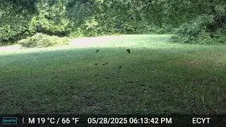 Trail Cam Footage
