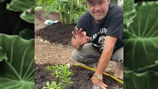 Yerba Mate Survives Record Freeze!