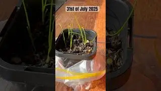 Growing Black Boy Grass Trees from Seed #plants #trees #nature #native #seeds #growth #grass #howto