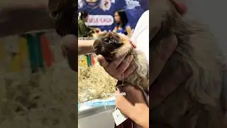 🦫Guinea Pig #petplanet88 #pets #animalshorts #petlover #guineapig #guineapigs #rodents #youtubepets