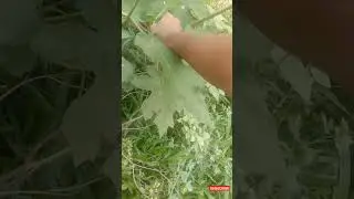 ചുണ്ടയ്ക്ക/turkey berry/ Solanum torvum/pea eggplant/platebrush /susumber/Chundakkai/Sundakkai