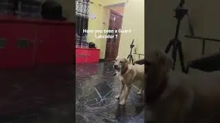 Have you seen a guarding LABRADOR ?