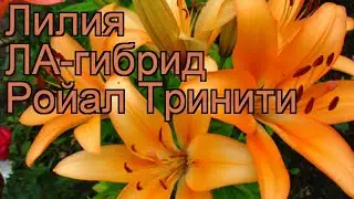 Лилия ла-гибрид Ройал Тринити 🌿 обзор: как сажать, луковицы лилии Ройал Тринити