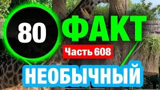 80 Уникальный Факт О Котором Вы Не Знали