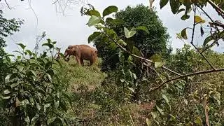 gene pool  elephant