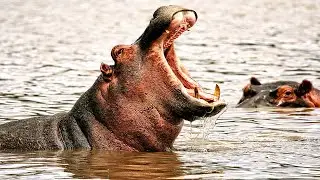 Animals That Can Hold Their Breath Underwater The Longest | Best Underwater Animals
