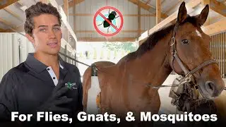 How to Treat Horses for Flies - Martins Horse and Stable Fly Spray