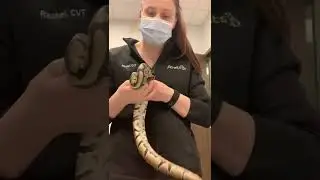 Snake restraint