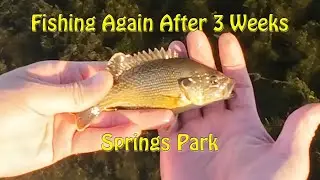 First Fish Being Away for Three Weeks | Green Sunfish at Springs Park