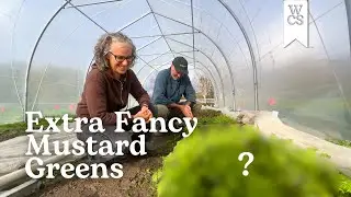 Frizzy Joe | Семена Западного побережья