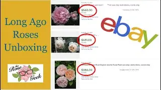 🌹 Long Ago Roses Unboxing / Buying roses from Ebay