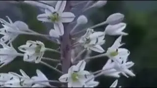 cumanız Mubarek olsun