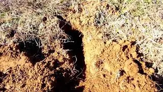 Coyote trapping with borrow or big dirt hole set