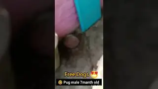 🤓Free Dogs,cheapest dog market in india  Pet adoption pug, beagle, labrador husky,pom low price Pets