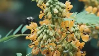 Wild Senna | Endangered Plant Native to Eastern North America | AB Docs