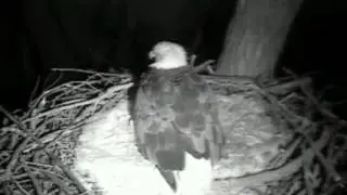 Decorah Eagles,Beautiful MomD laying her 3rd egg,View of all 3 eggs,3/2/14