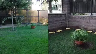 Çimleri kedilerden bu şekilde koruyorum