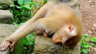 Liby no experience care baby Brandy, Youn monkey Liby sometime don't know how to groom her baby