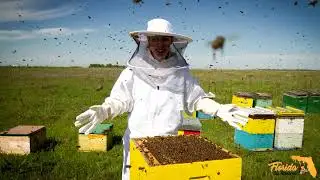 Florida Bee Removal: Lakeland, FL's Trusted Bee Removal and Relocation Professionals