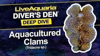 LiveAquaria&reg; Diver&rsquo;s Den&reg; Deep Dive: Aquacultured Clams (Tridacna sp.)