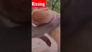 sweet couple Monkey kissing in public place 😂😂😂 it's funny 🤣🤣🤣🤣 ever ||#shorts