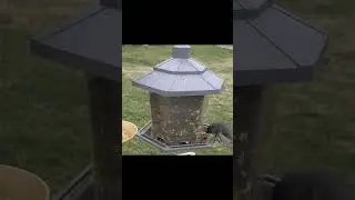 Tufted Titmice at Feeders #shorts