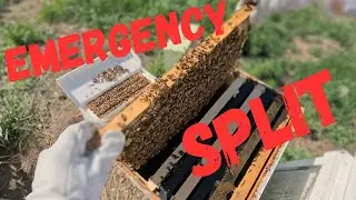 Emergency Split to Prevent Swarming