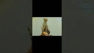 #cheetah #attacks #deer on road #animallife #hunting
