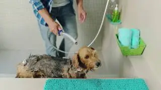 How to Use the Waterpik&trade; Pet Wand PRO Dog Shower (PPR-252)
